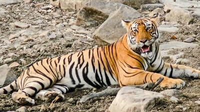 The tiger was recently declared a man-eater (HT Photo) The tiger was recently declared a man-eater (HT Photo)