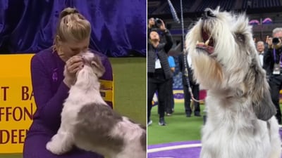 The image shows winner of Westminster Kennel Club Dog Show 2023 Buddy Holly. (Instagram/@westminsterkennelclub) The image shows winner of Westminster Kennel Club Dog Show 2023 Buddy Holly. (Instagram/@westminsterkennelclub)