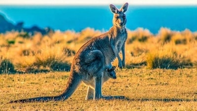 Dennis King from Kangaroo Industry Association believes the country is on the cusp of another kangaroo boom. (Representative image) (Unsplash) Dennis King from Kangaroo Industry Association believes the country is on the cusp of another kangaroo boom. (Representative image) (Unsplash)
