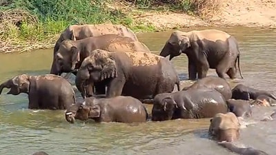 Elephants bathing together. (Twitter/@Supriya Sahu)