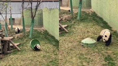 The image shows pandas playing together. (Twitter/@AMAZlNGNATURE)