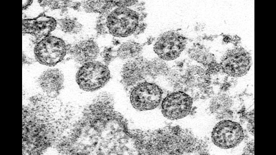 On Wednesday, the number of active Covid cases decreased to 171. Among the total positive patients currently, 91 are in Mohali, 59 in Chandigarh and 21 in Panchkula. (AP)