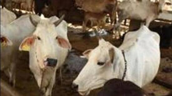 Senior officials said the revenue generated will be utilised for environment protection and animal welfare (gau seva) and several infrastructure and projects have been planned for the welfare of cows. (Image for representation)