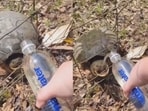 The image, taken from the viral video, shows a woman feeding a turtle. 
