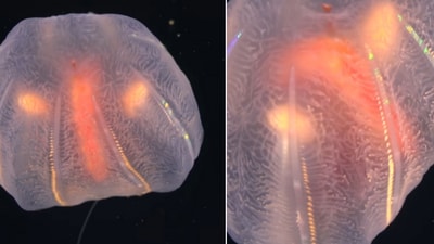 The image shows a deep sea creature called ctenophore or comb jelly. (Instagram/@schmidtocean) The image shows a deep sea creature called ctenophore or comb jelly. (Instagram/@schmidtocean)