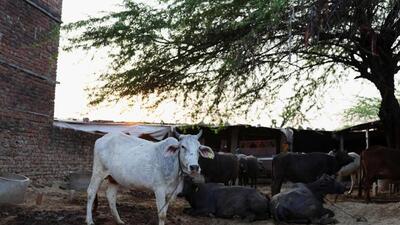 The number of recovered animals was 159 while 383 were treated. (Reuters image) The number of recovered animals was 159 while 383 were treated. (Reuters image)