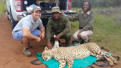 Vincent van der Merwe, manager of the Cheetah Metapopulation Project in South Africa. Vincent van der Merwe, manager of the Cheetah Metapopulation Project in South Africa.