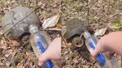 The image, taken from the viral video, shows a woman feeding a turtle. (Twitter/@StrangestMedia) The image, taken from the viral video, shows a woman feeding a turtle. (Twitter/@StrangestMedia)