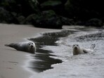 Seals rest on the beach in Ostend where volunteers from the North Seal Team protect them on May 8, 2023. (Photo by John THYS / AFP)