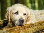 Excessive water consumption and infrequent urination could signal kidney problems while fatigue and panting could indicate heart trouble. 