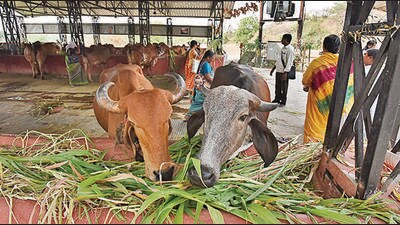According to a 2018 survey, the state has 850,000 stray cattle, of which nearly 350,000 are in cow shelters. (Raj K Raj/HT PHOTO)