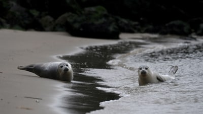 Seals rest on the beach in Ostend where volunteers from the North Seal Team protect them on May 8, 2023. (Photo by John THYS / AFP) (AFP) Seals rest on the beach in Ostend where volunteers from the North Seal Team protect them on May 8, 2023. (Photo by John THYS / AFP) (AFP)