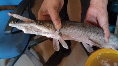 Discovery of alligator gar, a non-native predator fish mostly found in North America, in Srinagar’s Dal Lake on Thursday not only surprised experts in Kashmir, but also triggered a flurry of humorous reactions owing to its alligator-like head and pointed teeth. (HT Photo) Discovery of alligator gar, a non-native predator fish mostly found in North America, in Srinagar’s Dal Lake on Thursday not only surprised experts in Kashmir, but also triggered a flurry of humorous reactions owing to its alligator-like head and pointed teeth. (HT Photo)