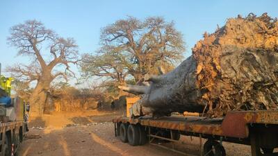 In recent years, Baobabs have become precious to collectors, meeting resistance from tribals. (HT Photo) In recent years, Baobabs have become precious to collectors, meeting resistance from tribals. (HT Photo)