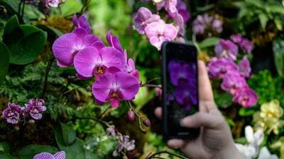 The Himachal Pradesh government has drawn up a new plan to revive the floriculture sector, including introducing orchid cultivation. (AFP image for representational purpose) The Himachal Pradesh government has drawn up a new plan to revive the floriculture sector, including introducing orchid cultivation. (AFP image for representational purpose)