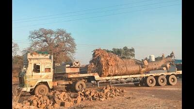 The ban has been imposed by placing the trees under the Biodiversity Act, which means that permission to use them commercially will have to be taken from the state biodiversity board. (HT Photo) The ban has been imposed by placing the trees under the Biodiversity Act, which means that permission to use them commercially will have to be taken from the state biodiversity board. (HT Photo)