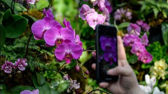 The Himachal Pradesh government has drawn up a new plan to revive the floriculture sector, including introducing orchid cultivation. (AFP image for representational purpose)