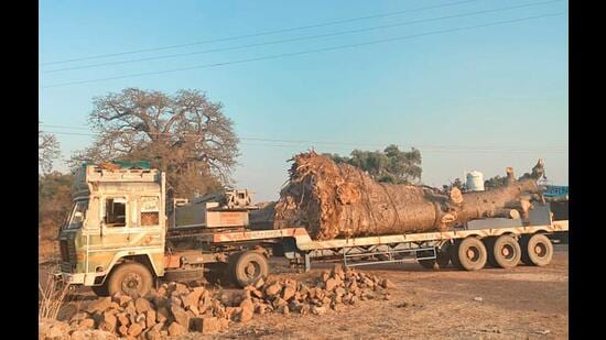The ban has been imposed by placing the trees under the Biodiversity Act, which means that permission to use them commercially will have to be taken from the state biodiversity board. (HT Photo)