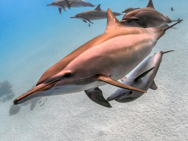 Spinner dolphins (Shutterstock) Spinner dolphins (Shutterstock)