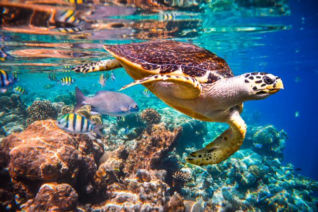 The diverse ecosystem of the Indian Ocean (Shutterstock) The diverse ecosystem of the Indian Ocean (Shutterstock)