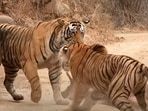 Tiger and tigress fighting over food.