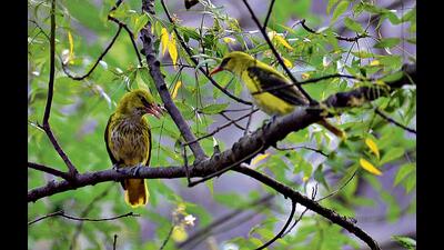 Indian Golden Oriole is one among the many migratory bird species that have made their way to Delhi this summer. (Photo: Shellender Singh Rao) Indian Golden Oriole is one among the many migratory bird species that have made their way to Delhi this summer. (Photo: Shellender Singh Rao)