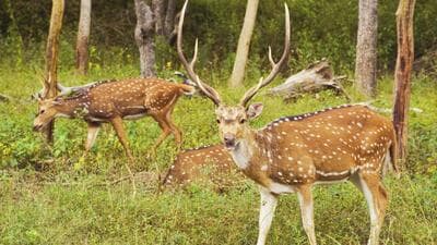 The census is carried out at the watering holes across the forest range, where animals are most likely to be spotted as they come in search of water during rising temperatures. (REPRESENTATIVE PHOTO)