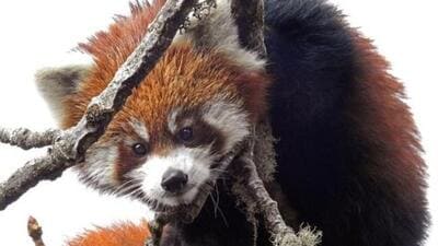 There are strict import rules for endangered exotic animals and plants in India. (WWF India)