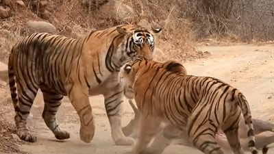 Tiger and tigress fighting over food. (YouTube/@Latest Sightings) Tiger and tigress fighting over food. (YouTube/@Latest Sightings)