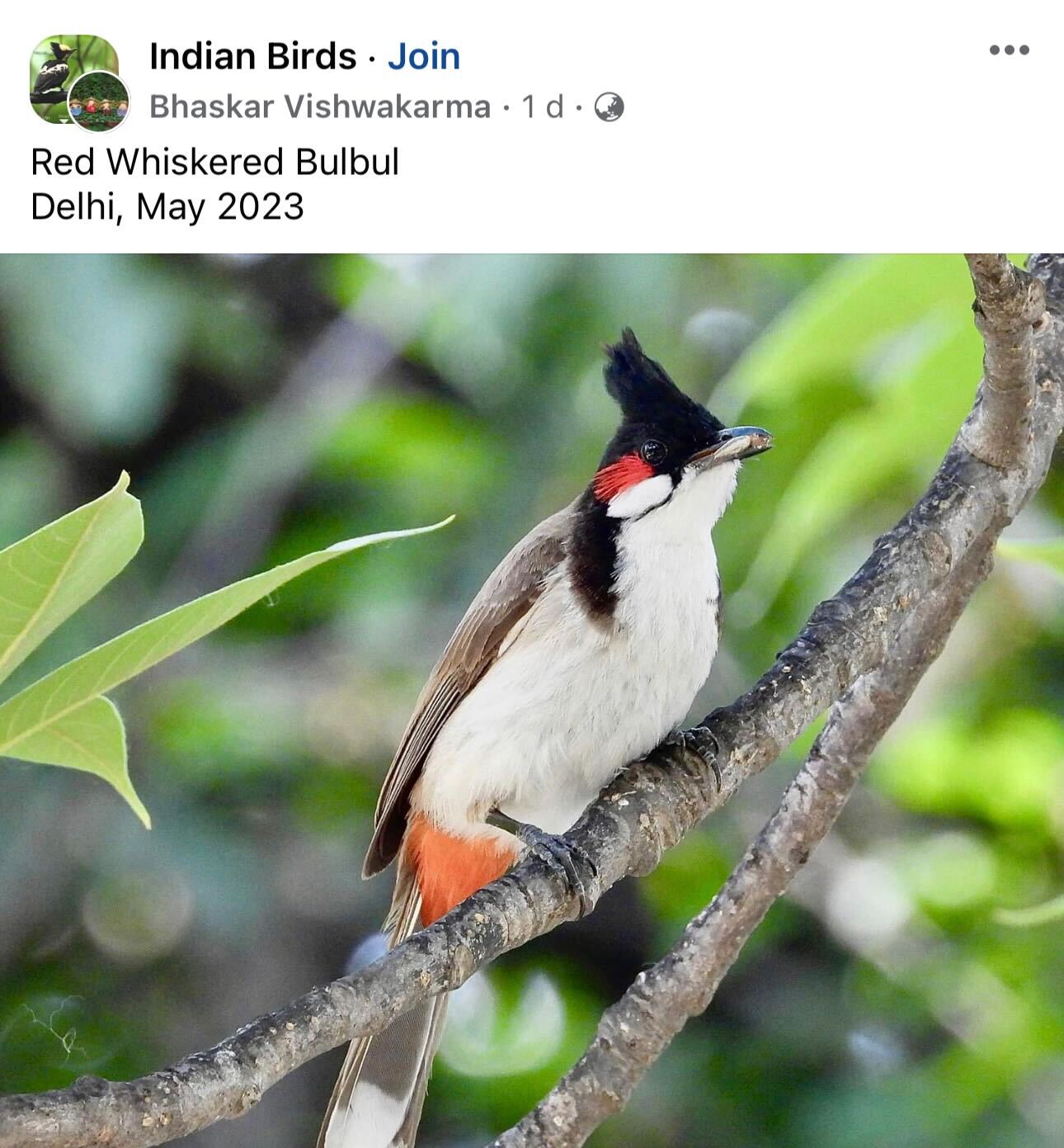 A picture of red whiskered bulbul was recently shared in Indian Birds, the bird-watching community on Facebook. A picture of red whiskered bulbul was recently shared in Indian Birds, the bird-watching community on Facebook.