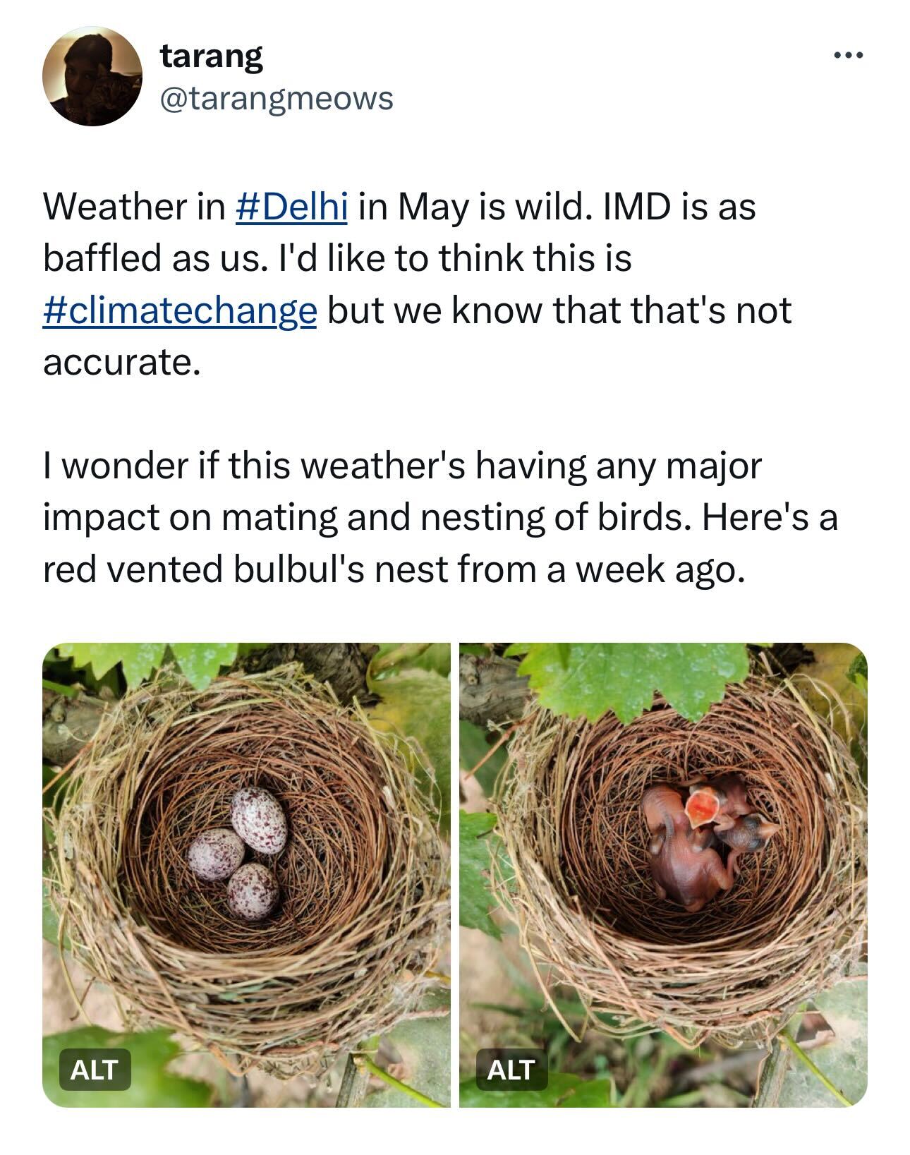 A tweet by Rafoo shows how he witnessed the hatching process of a red vented bulbul. A tweet by Rafoo shows how he witnessed the hatching process of a red vented bulbul.