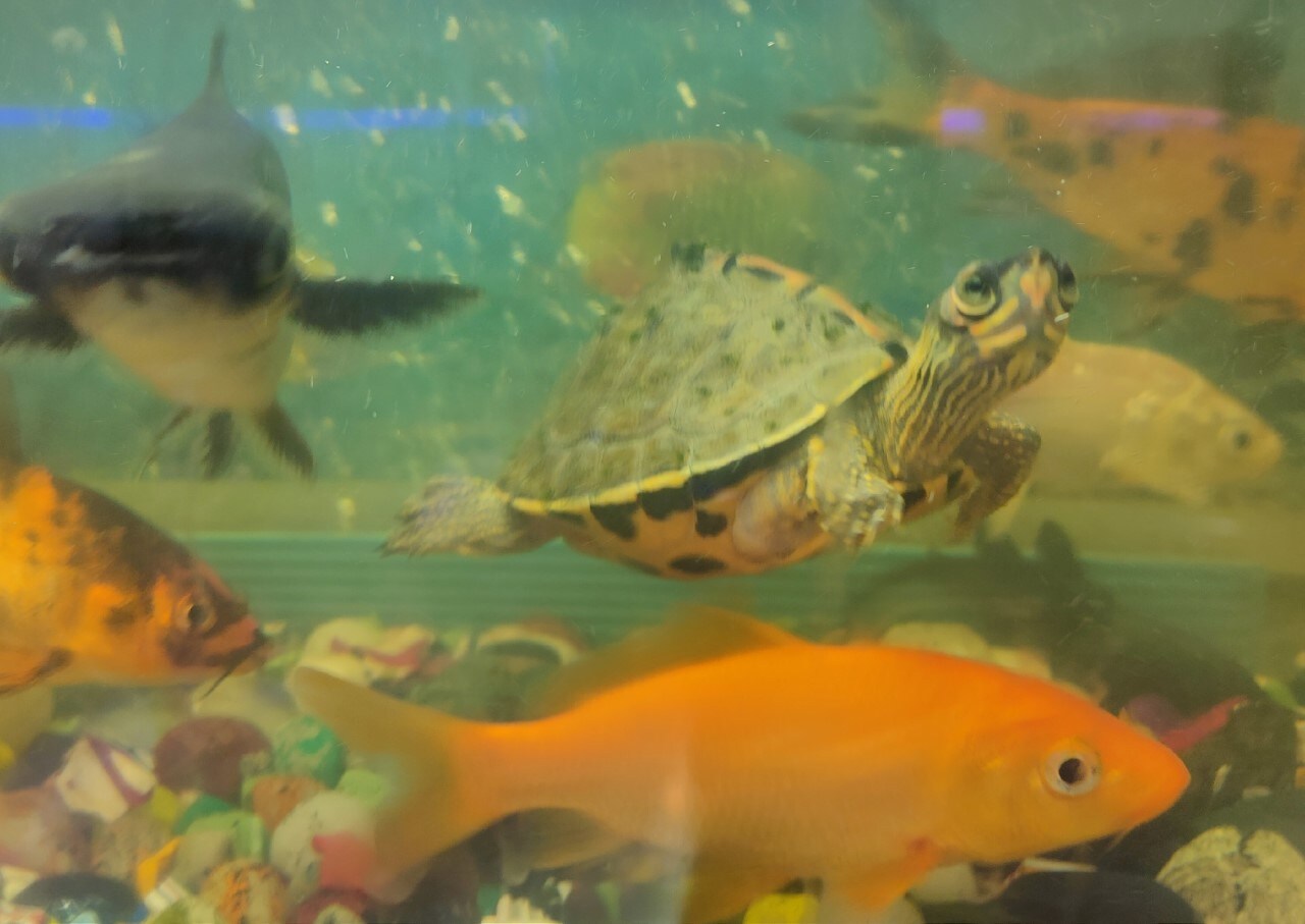 An Indian Roofed turtle in the aquarium. (PHOTO: PARAMNOOR S ANTAAL) An Indian Roofed turtle in the aquarium. (PHOTO: PARAMNOOR S ANTAAL)