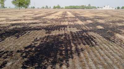 A field set on fire in Bathinda on Sunday. (HT Photo) A field set on fire in Bathinda on Sunday. (HT Photo)