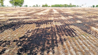 A total 8,740 incidents of farm fires were reported this rabi season in Punjab as of Sunday. (HT photo) A total 8,740 incidents of farm fires were reported this rabi season in Punjab as of Sunday. (HT photo)