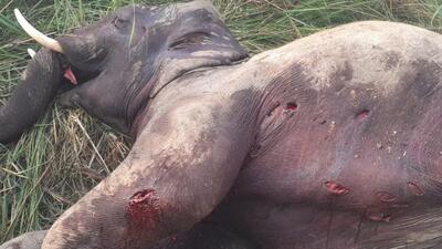 Carcass of the wild tusker recovered from Dudhwa forests on Sunday. (HT photo) Carcass of the wild tusker recovered from Dudhwa forests on Sunday. (HT photo)