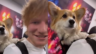 Ed Sheeran with the Corgi dog named Maxine. (Instagram/@madmax_fluffyroad) Ed Sheeran with the Corgi dog named Maxine. (Instagram/@madmax_fluffyroad)