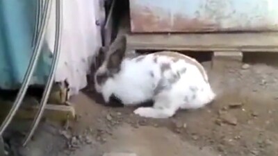 Rabbit saves a cat in need by digging a hole. (Twitter/@AnimalBeingBro5) Rabbit saves a cat in need by digging a hole. (Twitter/@AnimalBeingBro5)