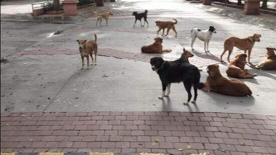 Stray dogs inside Bramha Sun City society in Wadgaonsheri. (Hindustan Times)