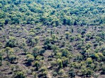Chaco forests. (Representative image)
