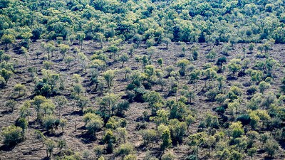 Chaco forests. (Representative image) Chaco forests. (Representative image)