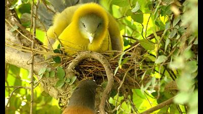 A yellow-footed green pigeon protecting her brood from a rufous treepie (Prerna Jain) A yellow-footed green pigeon protecting her brood from a rufous treepie (Prerna Jain)
