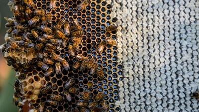 Incidents of honey bee attacks have been on the rise in Pune district. Earlier in April this year, 10 members of a family had to be hospitalised after being attacked by a swarm of bees at Sinhagad Fort. (REPRESENTATIVE PHOTO) Incidents of honey bee attacks have been on the rise in Pune district. Earlier in April this year, 10 members of a family had to be hospitalised after being attacked by a swarm of bees at Sinhagad Fort. (REPRESENTATIVE PHOTO)