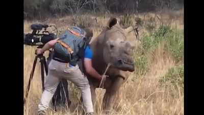 Cameraman gives belly rubs to rhino. (Twitter/@Figensport) Cameraman gives belly rubs to rhino. (Twitter/@Figensport)