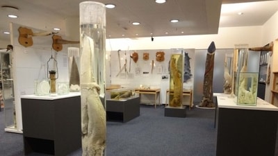 The Icelandic Phallological Museum in Reykjavik, Iceland: This museum is dedicated to the study and display of penises from various animal species, including mammals, marine creatures, and even folklore-related specimens. (Pinterest) The Icelandic Phallological Museum in Reykjavik, Iceland: This museum is dedicated to the study and display of penises from various animal species, including mammals, marine creatures, and even folklore-related specimens. (Pinterest)