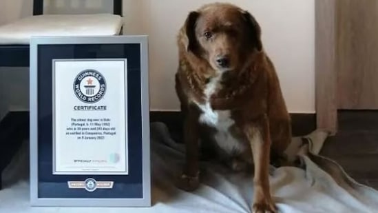 World’s oldest dog, Bobi (Photo/Guinness Book of World Records)