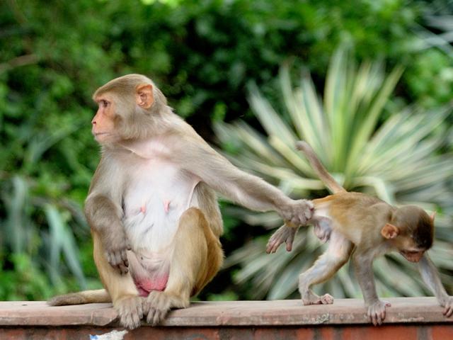 Keeping the kid out of any monkey business. (Prerna Jain) Keeping the kid out of any monkey business. (Prerna Jain)