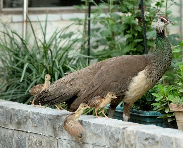A peahen and her chicks (Prerna Jain) A peahen and her chicks (Prerna Jain)