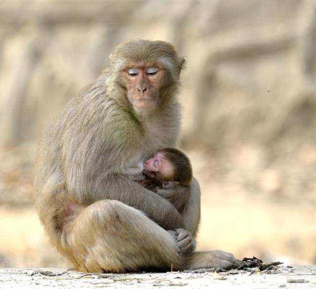 Though animal love seems as intense, they are more willing than humans to let their children grow independently. (Prerna Jain) Though animal love seems as intense, they are more willing than humans to let their children grow independently. (Prerna Jain)