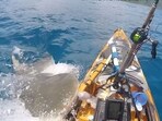 Fisherman Scott Haraguchi narrowly escapes a hungry tiger shark in heart-stopping footage off Windward Oahu.