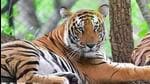 The translocation process was adopted to increase the population of tigers in RTR. (Representative file image)